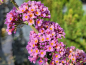 Preview: Buddleja davidii Flower Power Bicolor - Sommerflieder